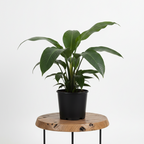 Cast Iron Plant | Guvies