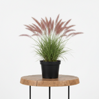Natal Grass | Guvies