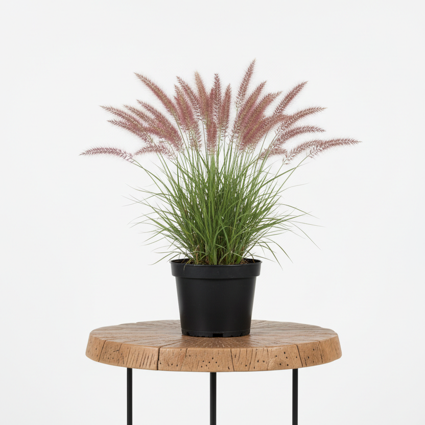 Natal Grass | Guvies