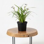 Neomarica Walking Iris | Guvies