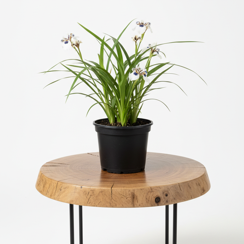Neomarica Walking Iris | Guvies