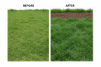 Lawn Dressing  | Guvies