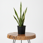 Snake Plant | Guvies