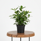 Sweet Viburnum | Guvies