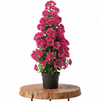 Bougainvillea | Guvies