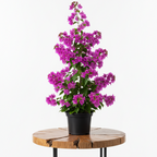 Bougainvillea | Guvies