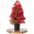 Bougainvillea | Guvies