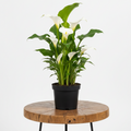 Arum Lily | Guvies