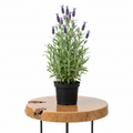 Lavandula Dentata "French Lavender" | Guvies