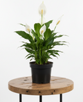 Peace Lily | Guvies