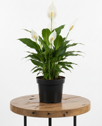 Peace Lily | Guvies