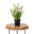 Wild African Iris | Guvies
