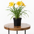 Day Lily | Guvies