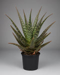 Aloe Pruinosa | Guvies