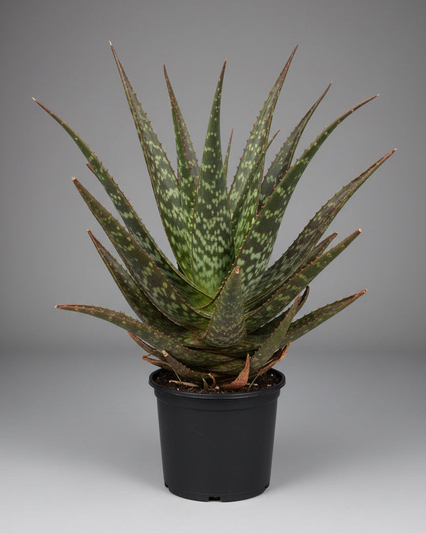 Aloe Pruinosa | Guvies
