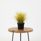 Acorus Gold | Guvies