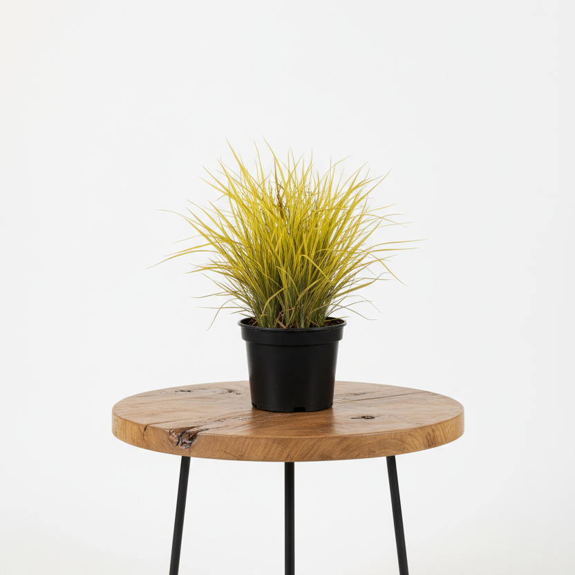 Acorus Gold | Guvies