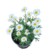 Load image into Gallery viewer, Argyranthemum Madeira (15 cm pot)
