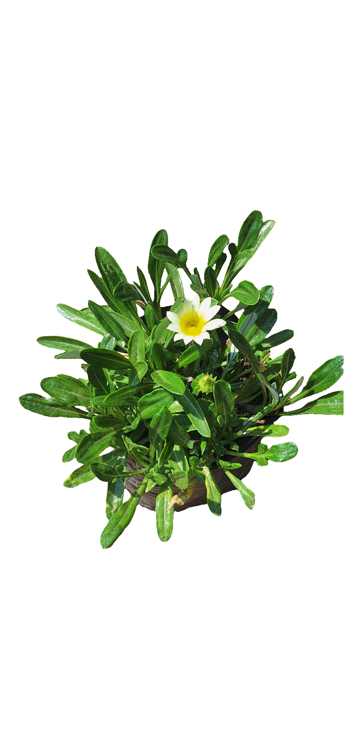 Gazania repens in 4 litre bag Guvies.co.za