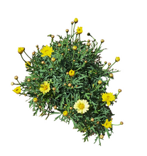 Load image into Gallery viewer, Argyranthemum Madeira (15 cm pot)
