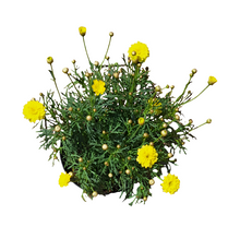 Load image into Gallery viewer, Argyranthemum Madeira (15 cm pot)
