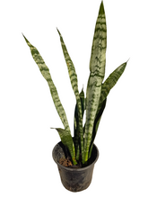 Load image into Gallery viewer, Sansevieria trifasciata (Snake Plant) (4 litre bag)
