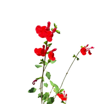 Load image into Gallery viewer, Salvia (4 litres)
