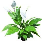 Load image into Gallery viewer, Peace Lily (15 cm)
