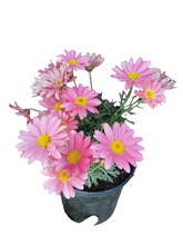 Load image into Gallery viewer, Argyranthemum Madeira (15 cm pot)
