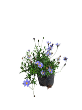 Load image into Gallery viewer, Felicia (4 litre bag)
