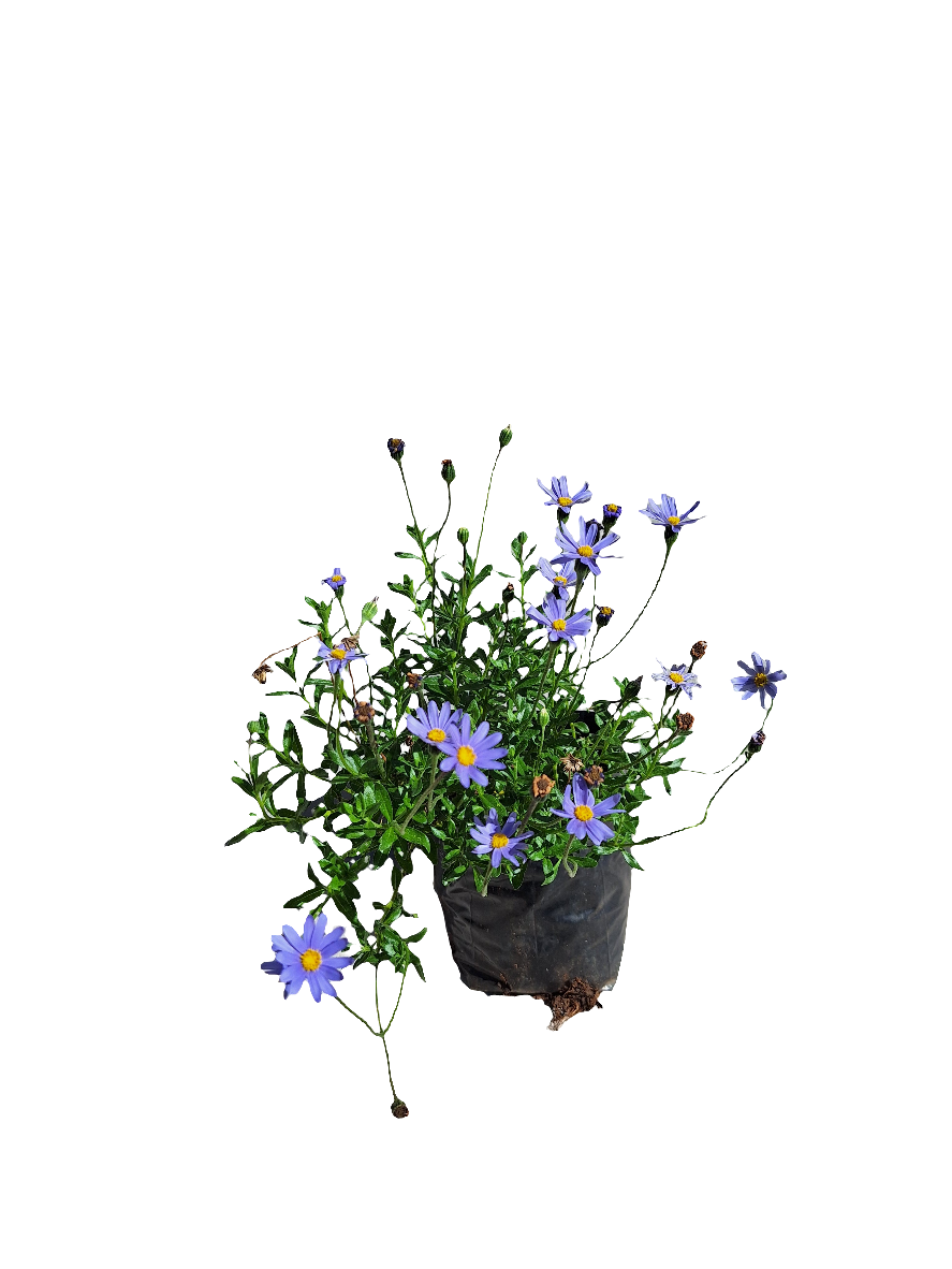 Felicia (4 litre bag)