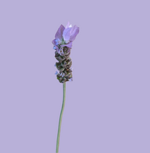Load image into Gallery viewer, Flower of lavandula dentata Guvies.co.za
