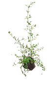 Load image into Gallery viewer, Freylinia tropica (4 litres)
