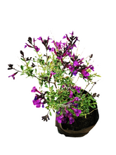 Load image into Gallery viewer, Salvia (4 litres)
