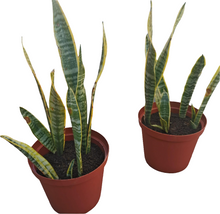 Load image into Gallery viewer, Sansevieria trifasciata (Snake Plant) (4 litre bag)
