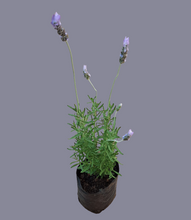 Load image into Gallery viewer, Lavandula dentata Guvies.co.za
