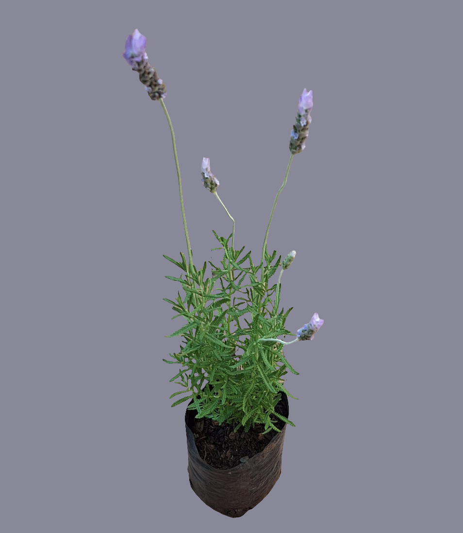 Lavandula dentata Guvies.co.za