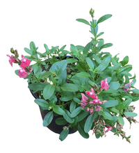 Load image into Gallery viewer, Salvia (4 litres)
