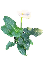 Load image into Gallery viewer, Zantedeschia (Calla Lily) (4 litres)
