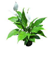 Load image into Gallery viewer, Peace Lily (15 cm)
