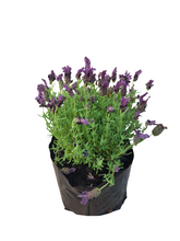 Load image into Gallery viewer, Lavandula / Lavender: Stoechas (4 litres)
