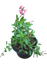 Load image into Gallery viewer, Salvia (4 litres)
