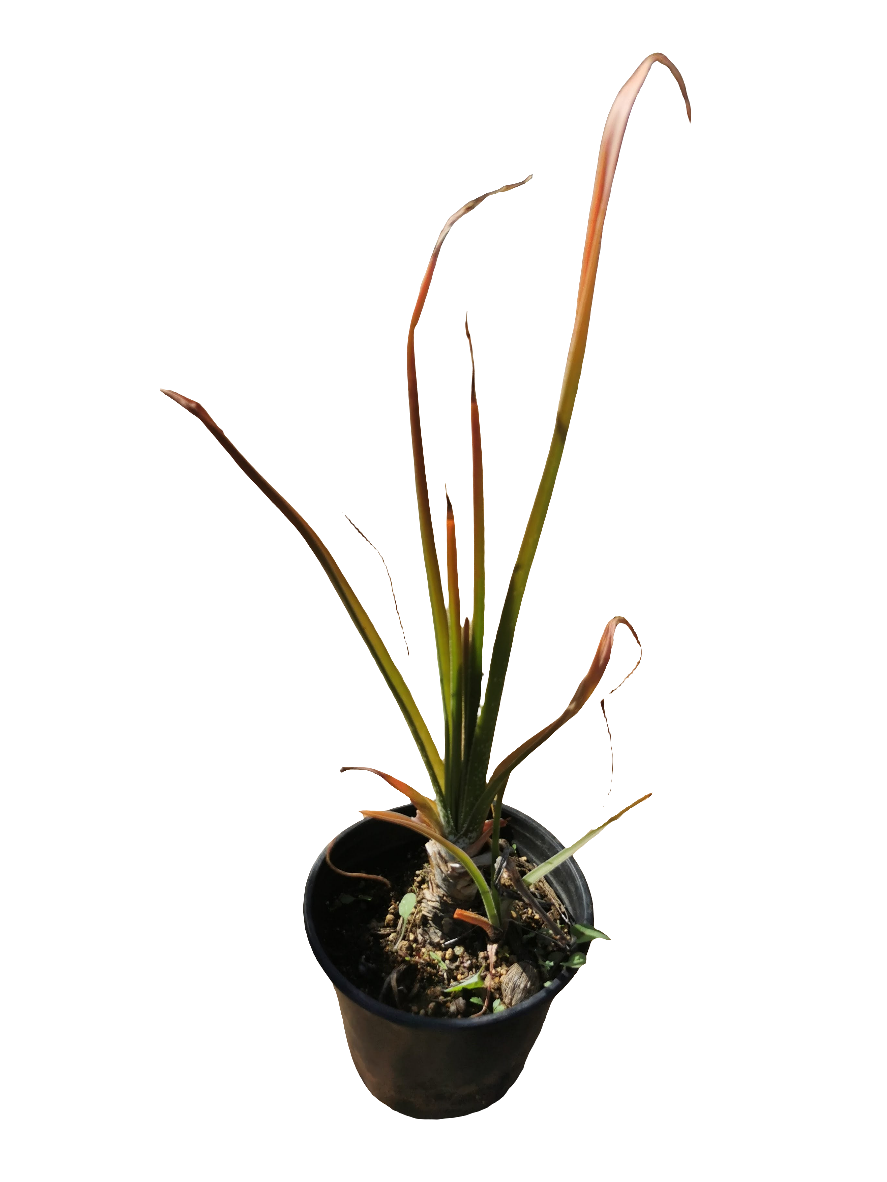 Aloe Cooperi  (4 litre pot)
