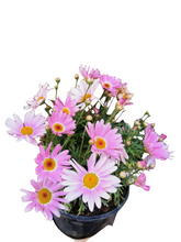 Load image into Gallery viewer, Argyranthemum Madeira (15 cm pot)
