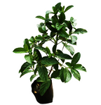 Viburnum guvies.co.za