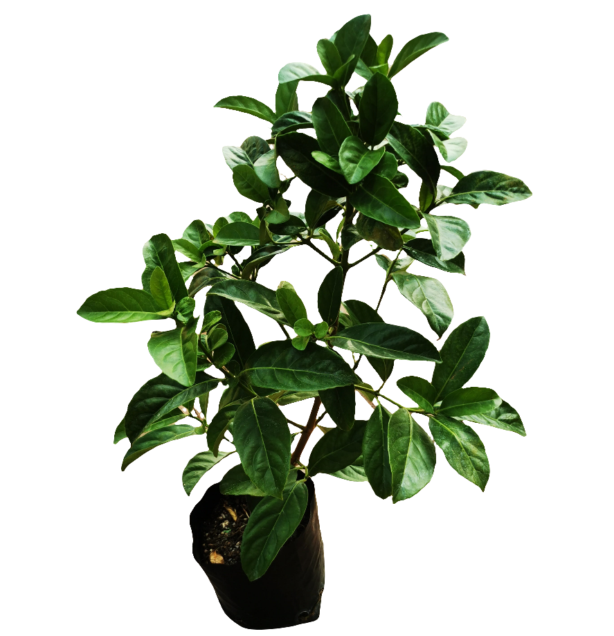 Viburnum guvies.co.za