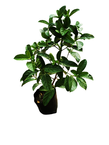 Viburnum guvies.co.za