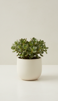 Spekboom in matte ceramic planter