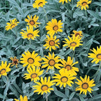Gazania uniflora (4 litres)