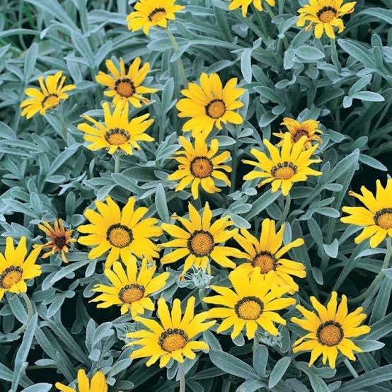 Gazania uniflora (4 litres)